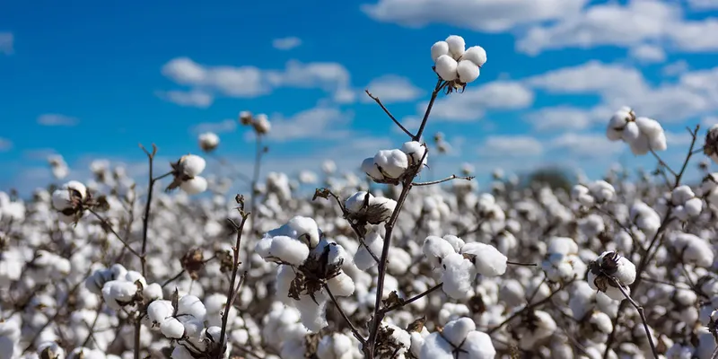Cotton Growers in Punjab Warned as Whitefly Infestation Threatens Crop Health